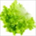 Lettuce